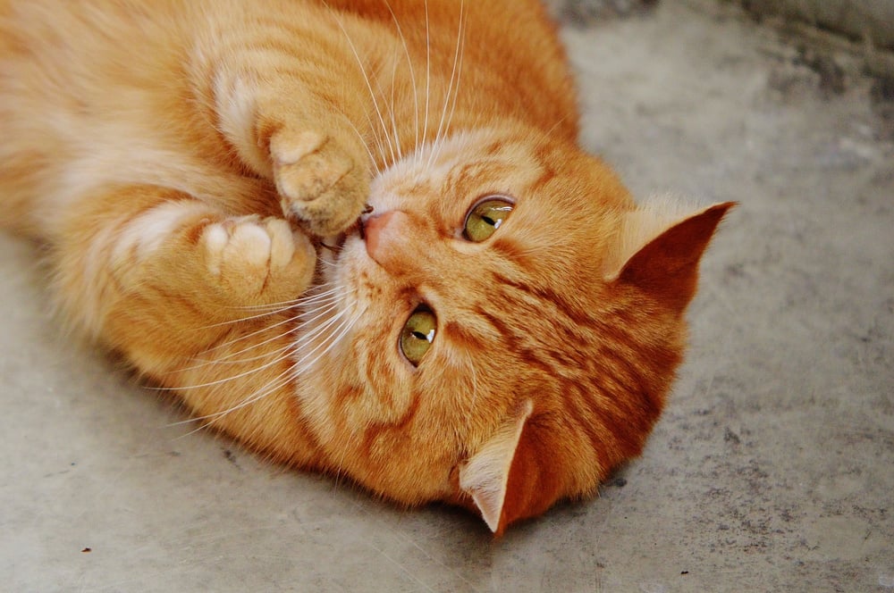 Cute Ginger Cat